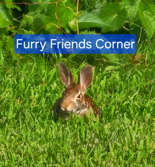 FurryFriendsCorner